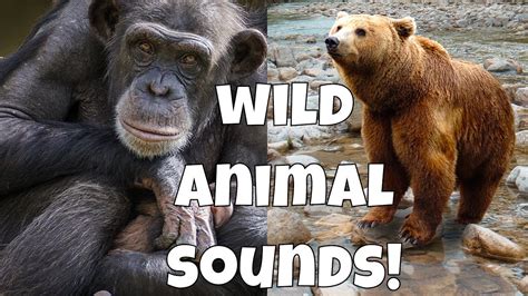 ★ Wild Animal Sounds is a music channel that specializes in relaxing, 