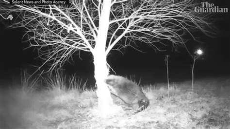 Wild beaver, considered extinct in Wales, found in a garden