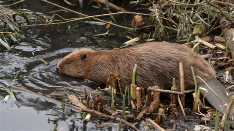 Wild beavers return to west London for the first time in 400 years