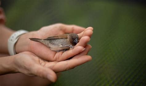 Wild bird rescue near me. Things To Know About Wild bird rescue near me. 
