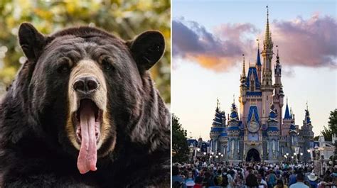 Wild black bear captured at Walt Disney World in Florida after search