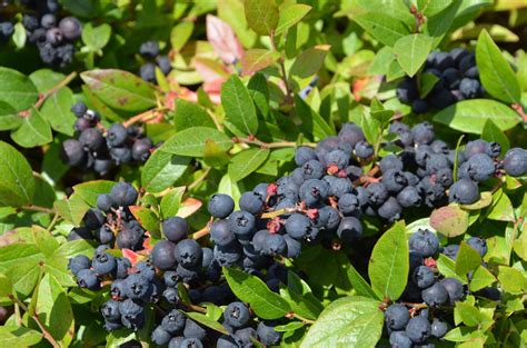 Wild blueberries. Things To Know About Wild blueberries. 