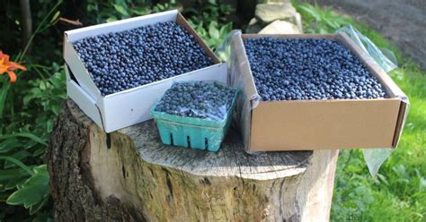 Wild blueberry farms welcome visitors – Knox County VillageSoup