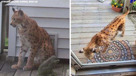 Wild cat spotted on West Islip, Long Island; Suffolk County …