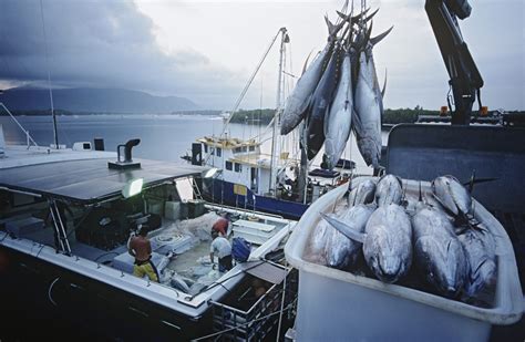Wild catch. Harvest. In 2022, commercial fishermen harvested approximately 210,000 pounds of mahi mahi in the Atlantic and Gulf of Mexico valued at $825,000, according to the NOAA Fisheries commercial fishing landings database . Hook-and-line gear (including handlines and longlines) is used for commercial harvest. 