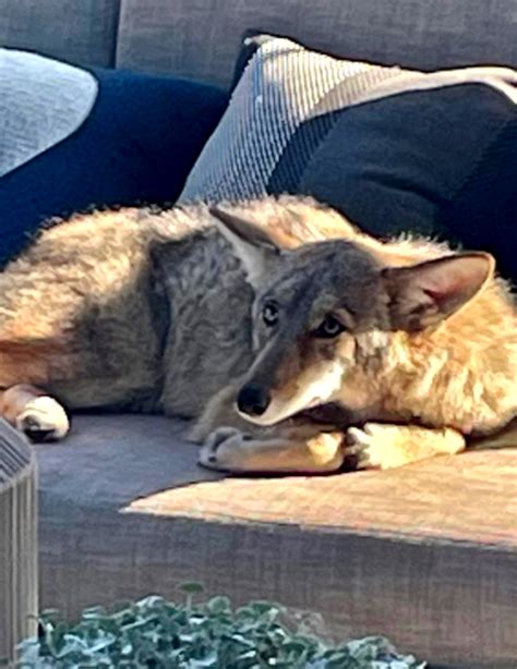 Wild coyote caught lounging on couch outside California home