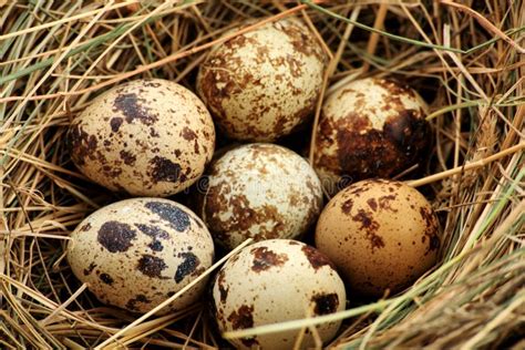 Wild egg. Things To Know About Wild egg. 