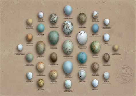 Wild eggs. Things To Know About Wild eggs. 