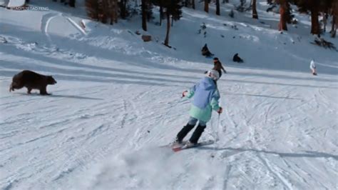 Wild encounter captured on video at Lake Tahoe ski resort
