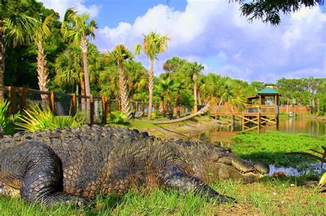 Wild florida. 6 Animal Encounters You’ll Go Wild For at Wild Florida. Wild Florida’s airboat tours bring thousands of tourists and locals to the attraction, but there’s more to … 