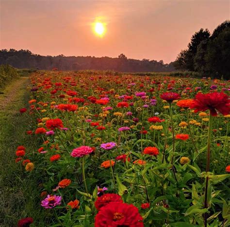 Wild flower farm. Things To Know About Wild flower farm. 