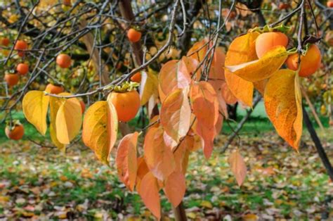 Wild fruit in mississippi.  Barnes Science, Nature and Technology 3.  This article explores ...