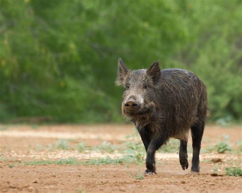 Wild hogs still going wild in Texas — what can be done?