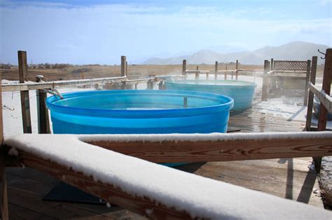 Wild horse hot springs montana. Opening hours : Early Jul – Early Sep: 6 am – 8 pm. Fall/Spring/Winter: 7 am – 6 pm. Temperature: 140°F (60°C) at the source with year-round fluctuations in the soaking area. Accommodation: None. Location: About 3 hrs (177 mi) southwest of Billings on the north edge of Yellowstone National Park. 