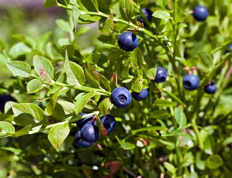 Wild huckleberry. Things To Know About Wild huckleberry. 