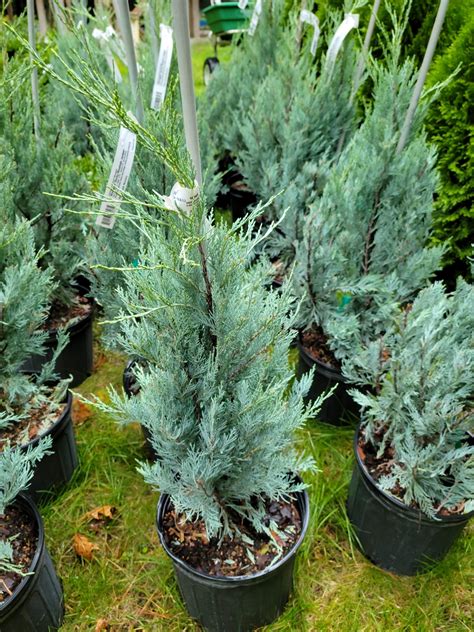 Wild juniper nursery.  &ldquo;What&rsquo;s in the jar Wednesday&rdquo; 🏺 Juniper Berries &n...