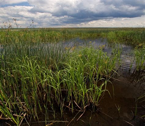 Wild marsh. Things To Know About Wild marsh. 