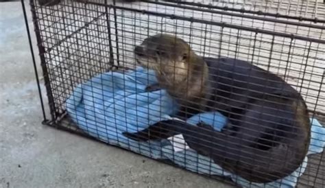 Wild otter attack leaves Jupiter resident hospitalized with rabies concerns