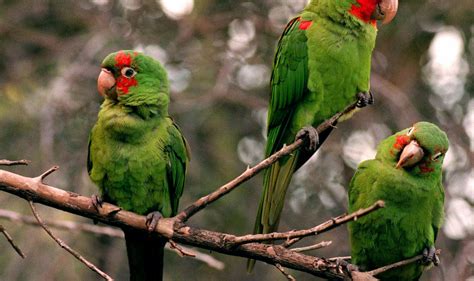 Wild parrots could become San Francisco's official animal