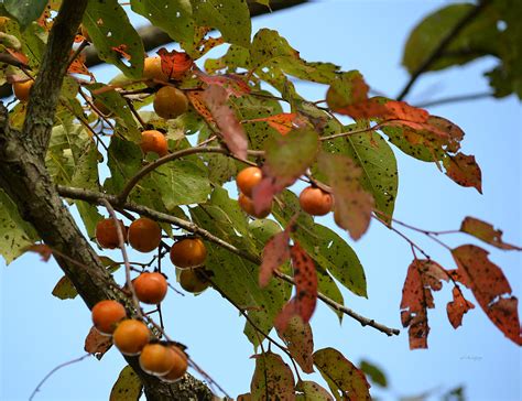Oriental persimmons (Diospyros kaki) are a nice small fruit tree for fall harvest. The genus name comes from the Greek dios, meaning divine, and pyros, meaning wheat or grain for this divine fruit. The tree is native to Asia and is cultivated heavily in China, Japan, Korea and India.. 