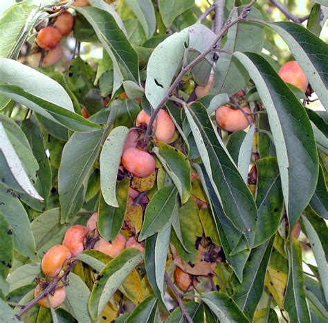 Wild persimmon trees. Things To Know About Wild persimmon trees. 