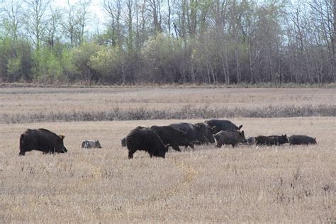 Wild pigs invade Canadian provinces—an emerging crisis for …