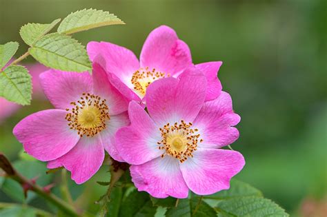Wild rose of texas.  It&rsquo;s a compact shrub that can grow more than 6 feet tall with str...