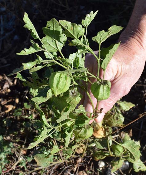 ethnopharmacology of wild tomatillos, Physalis longifolia ... The present study deals with the documentation and future potential of 29 wild edible fruit plants consumed by tribal communities from .... 