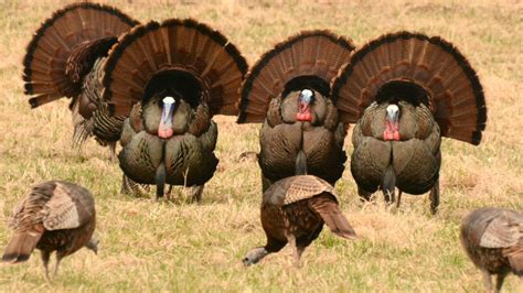 Wild turkeys are tough old birds. Here’s why you should hunt