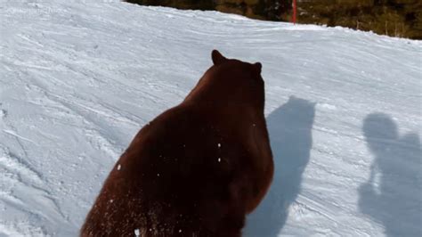 Wild video shows bear sprint past skiers at California ski resort
