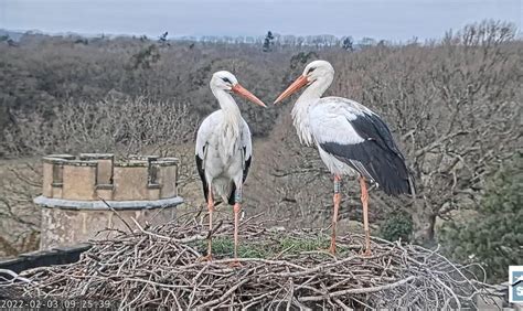 Wild white storks go on view nesting near Horsham in a UK first