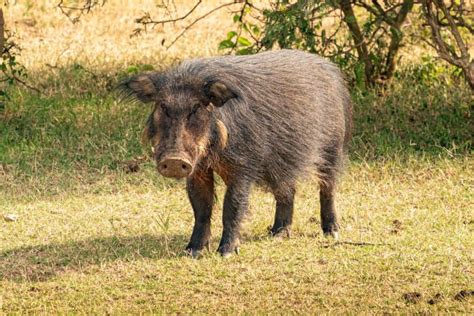 Wild-Boar-Giant Onlyfans Leaked XXX 231 Photos