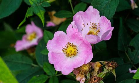 💦 Wild.Flower818 Leaked [HD]