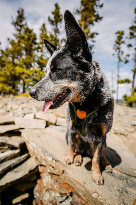 Wilder dog. Whether you’re a seasoned thru-hiker or a first-time adventurer, you want your best friend beside you. We don’t blame you! Katie Houston is an avid thru-hiker, with a goal of hiking 10,000 miles by the time she turns 25. (She's already 2,900 miles in!). She lives full-time in a camper with her dogs - Flynn the Great Dane and Thru the Siberian Husky. She … 