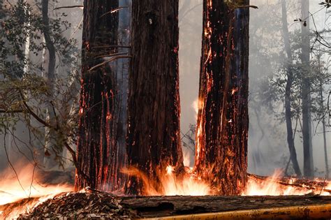 Wildfire in Redwoods State and National Park likely to enter old growth forest
