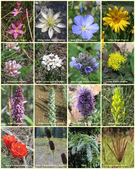 Wildflowers of the southern rocky mountains colorado northern new mexico southern wyoming a guide to common rare native species. - Los cinco lenguajes de la disculpa the five languages of.