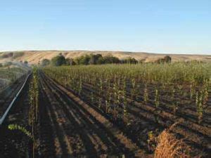 Wildlands Nursery – healthy, hardy native plants