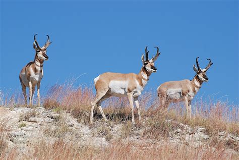 Wildlife - Prairie Hills Audubon Society