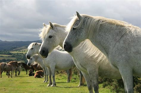 Wildlife Dartmoor