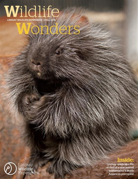 Wildlife Wonders Fall 2016 by Lindsay Wildlife Experience - Issuu