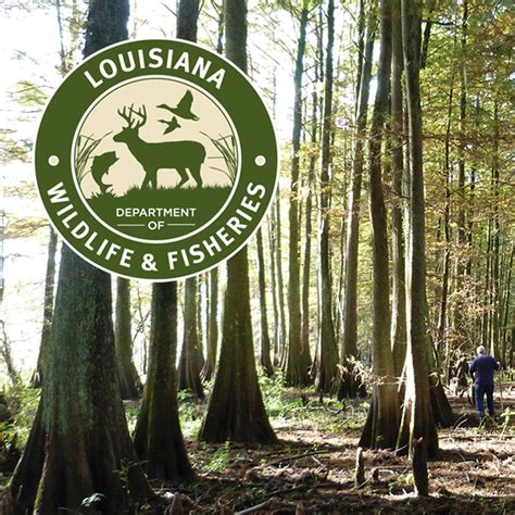 The Louisiana Department of Wildlife and Fisheries is responsible for managing and protecting Louisiana’s abundant natural resources. The department issues hunting, fishing, and trapping licenses, as well as boat titles and registrations. ... 29) for youth (17 or younger) and physically challenged hunters then opens for all April 6 in all ....