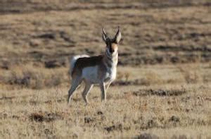 Wildlife at Cwm Ceffyl Ranch LLC in Colorado