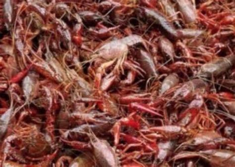 Wildlife authorities cracking down on illegal live crawfish …