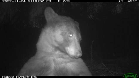 Wildlife camera near me. .  ...