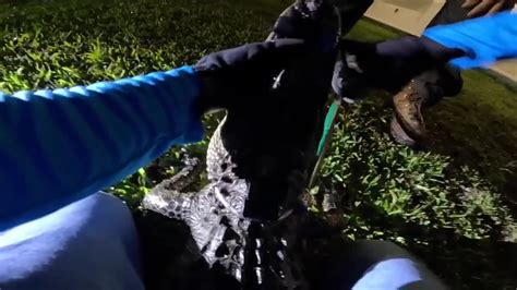 Wildlife control trappers capture alligator in Cutler Bay