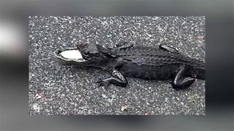 Wildlife experts express concern after alligator in Sanford found with severely injured snout