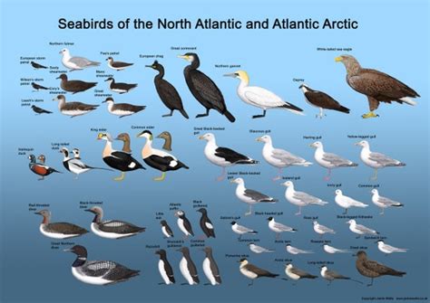 Wildlife in North Atlantic - Types of North Atlantic Animals - AZ …