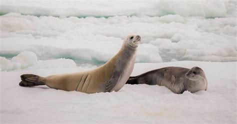 Wildlife in Southern Ocean - Types of Southern Ocean …