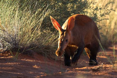 Wildlife of South Africa: 10 Underrated Species