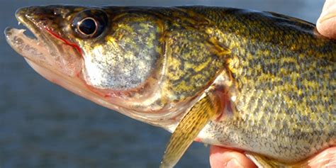 Wildlife officials warn Colorado anglers of walleye tainted by flesh disease